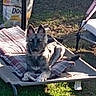 animal, backyard, bone, canine, chew_toy, dog, dog_food_bag, ears, grass, lying_down, metal_frame, nature, outdoor, paws, pet_bed, plaid_cushion, relaxed, resting, shade, sunlight