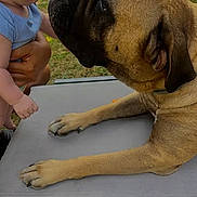 Roxie a rejoint le concours — aidez-le/la à gagner de superbes lots ! dog, baby, table, outdoor, grass, face, hand, animal, child, interaction, pet, closeup, curious, brown_dog, person, skin, paw, young_child, holding, affection