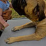 affection, animal, baby, brown_dog, child, closeup, curious, dog, face, grass, hand, holding, interaction, outdoor, paw, person, pet, skin, table, young_child