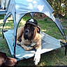 Roxie participe au concours pour gagner de l'argent avec cette photo : dog, pet, hat, canopy, outdoor, grass, sunlight, lounge, brown_dog, large_dog, pet_bed, relaxing, animal, nature, shade, summer, playful, companion, canine, backyard