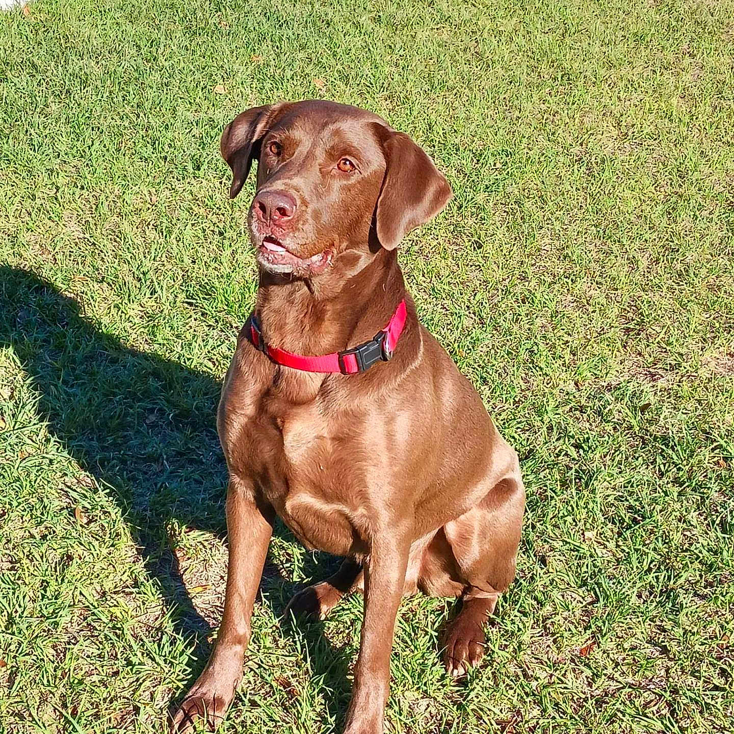 Murphy joined the competition — help win amazing prizes! animal, ball, boxer, bulldog, canine, dog, football, grass, hound, labradorretriever, lawn, nature, outdoors, park, pet, pitbull, plant, pointer, puppy, yard