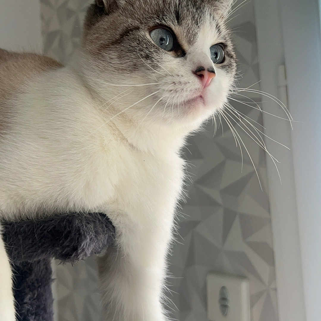 Praline