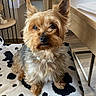 dog, yorkshire_terrier, pet, indoor, blanket, chair, table, window, curtains, floor, wooden, furniture, animal, small_dog, fur, ears, cute, sitting, domestic, cozy