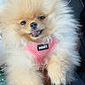 Nyla is registered to the contest to win money with this photo: dog, pomeranian, fluffy, small_dog, cream_colored, pet, animal, canine, portrait, smiling, open_mouth, pink_harness, car, vehicle_interior, seated, long_fur, cute, adorable, outdoor_light, human_arm