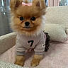 Nyla is registered to the contest to win money with this photo: dog, pomeranian, small_dog, fluffy, orange_fur, pink_bow, pet_clothing, jersey, number_seven, sitting, portrait, indoors, blanket, couch, pastel, cute, adorable, toy_dog, front_view, companion_animal