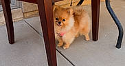 Nyla is registered to the contest to win money with this photo: dog, puppy, small_dog, fluffy, orange_fur, long_hair, standing, hiding, under_chair, patio, outdoor, concrete, chair, furniture, table, cute, pet, collar, happy, portrait