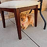 dog, puppy, small_dog, fluffy, orange_fur, long_hair, standing, hiding, under_chair, patio, outdoor, concrete, chair, furniture, table, cute, pet, collar, happy, portrait