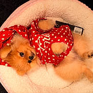 Nyla is registered to the contest to win money with this photo: dog, puppy, golden_fur, small_dog, lying_down, pet_bed, plush_bed, red_clothing, polka_dots, costume, fluffy, cute, indoors, relaxed, sleepy, animal_portrait, black_background, cream_bedding, fashionable, barcode_tag