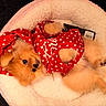 dog, puppy, golden_fur, small_dog, lying_down, pet_bed, plush_bed, red_clothing, polka_dots, costume, fluffy, cute, indoors, relaxed, sleepy, animal_portrait, black_background, cream_bedding, fashionable, barcode_tag