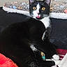 Skunky is registered to the contest to win money with this photo: animal, black_and_white, blanket, cat, couch, cozy, cute, domestic_cat, feline, fur, home, indoor, pet, playful, relaxed, resting, tongue_out, tuxedo_cat, whiskers, yellow_eyes