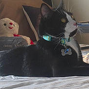 Skunky is registered to the contest to win money with this photo: bed, bedroom, black_and_white, cat, collar, cozy, feline, fur, indoor, looking_away, lying_down, pet, pillow, relaxed, soft_light, stuffed_animal, tag, teddy_bear, toy, whiskers
