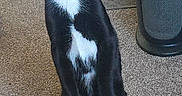 Skunky joined the competition — help win amazing prizes! alert, animal, black_and_white, carpet, cat, curious, cute, domestic, ears, feline, floor, household, indoor, looking, mammal, pet, standing, tail, tuxedo_cat, whiskers