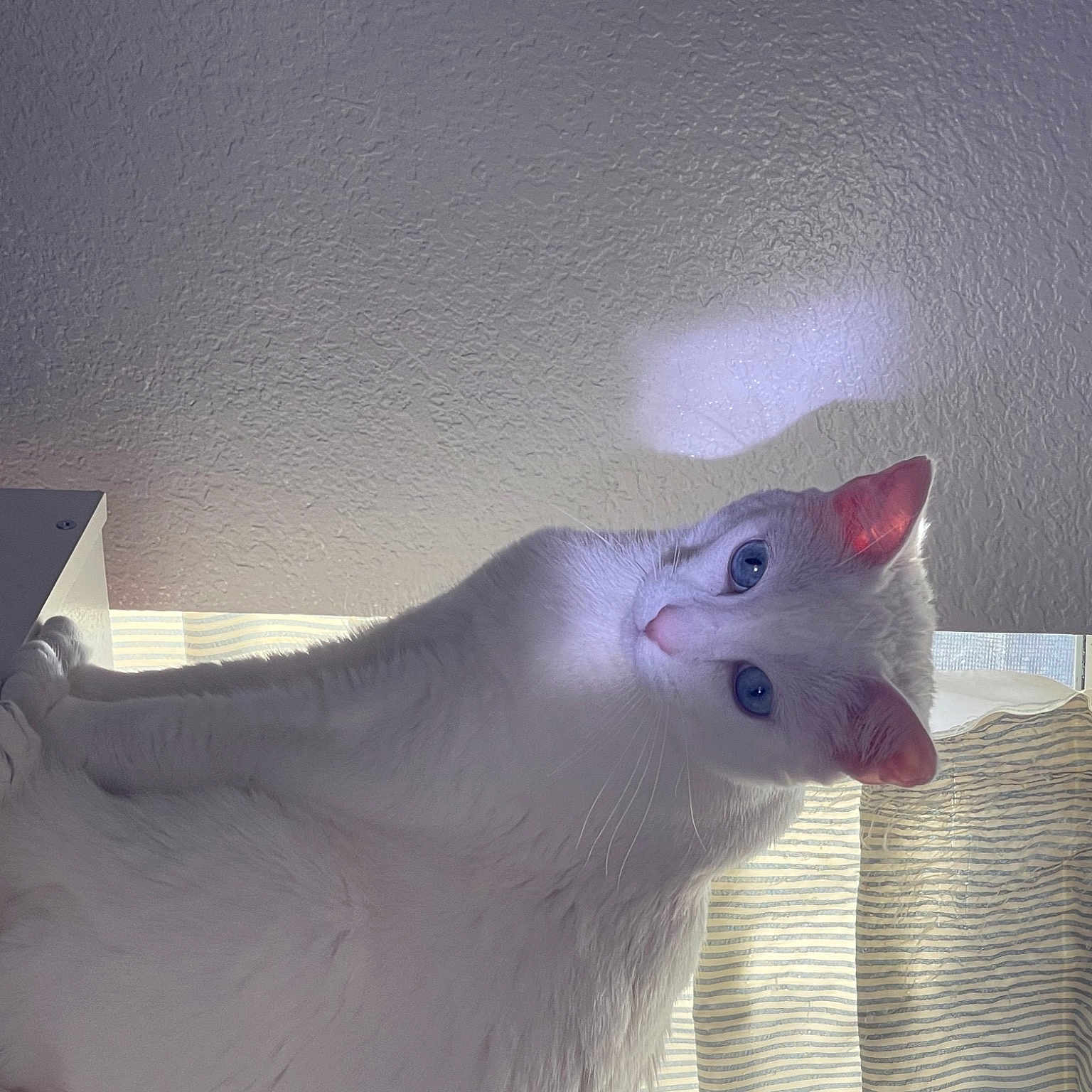 Elsa