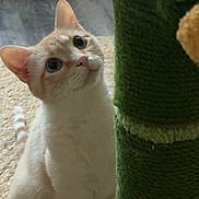 Coco joined the competition — help win amazing prizes! cat, kitten, animal, pet, feline, white_cat, orange_cat, blue_eyes, face, whiskers, ears, sitting, alert, curious, playful, scratching_post, toy, pom_pom, carpet, indoors