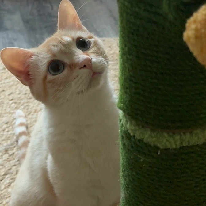 Coco