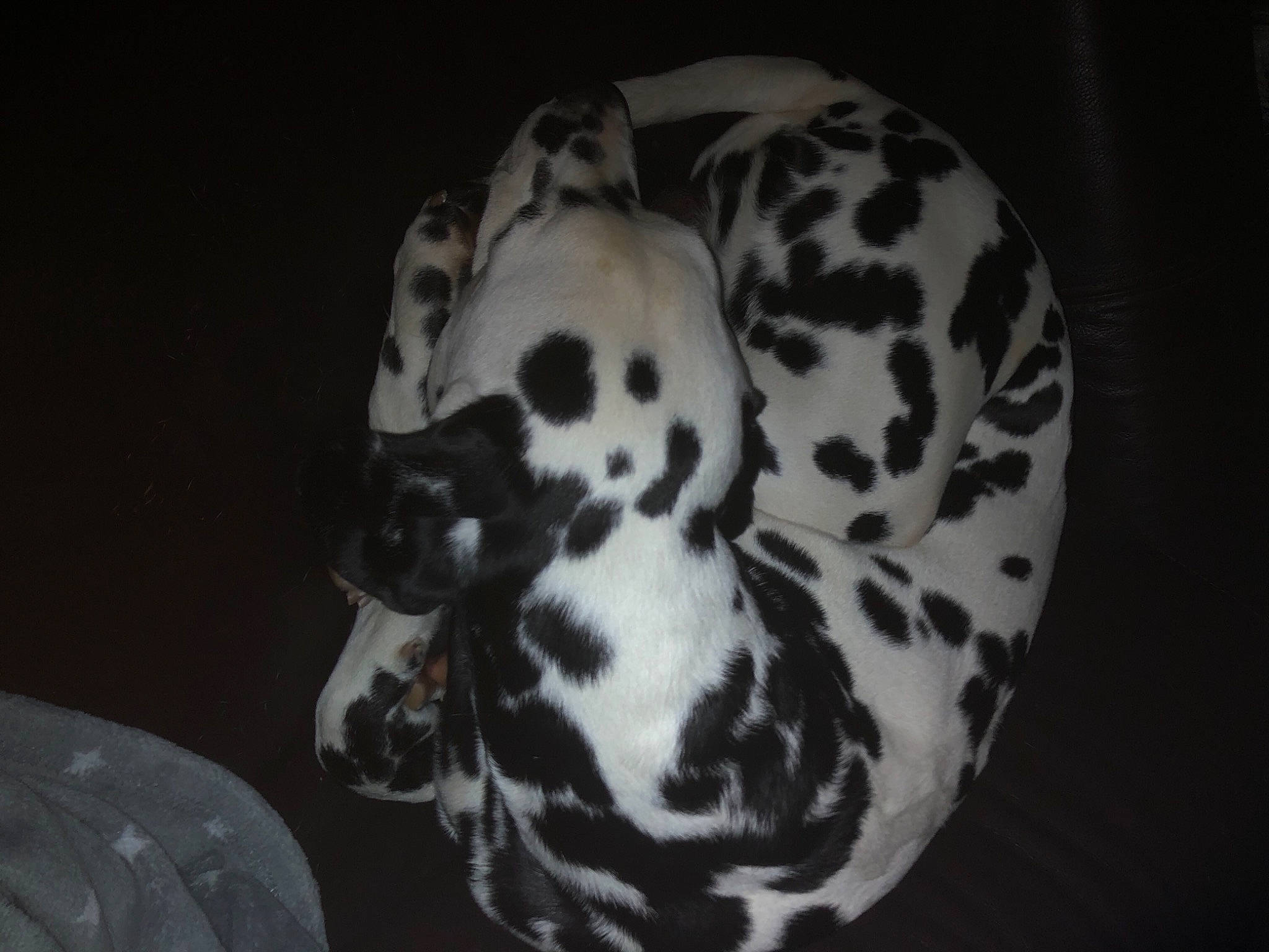 Falco participe au concours pour gagner de l'argent avec cette photo : canidae, carnivore, circle, dalmatian, darkness, dog, dog_breed, eye, felidae, fur, monochrome, monochrome_photography, non_sporting_group, pattern, small_to_medium_sized_cats, snout, sporting_group, terrestrial_animal, whiskers, wildlife