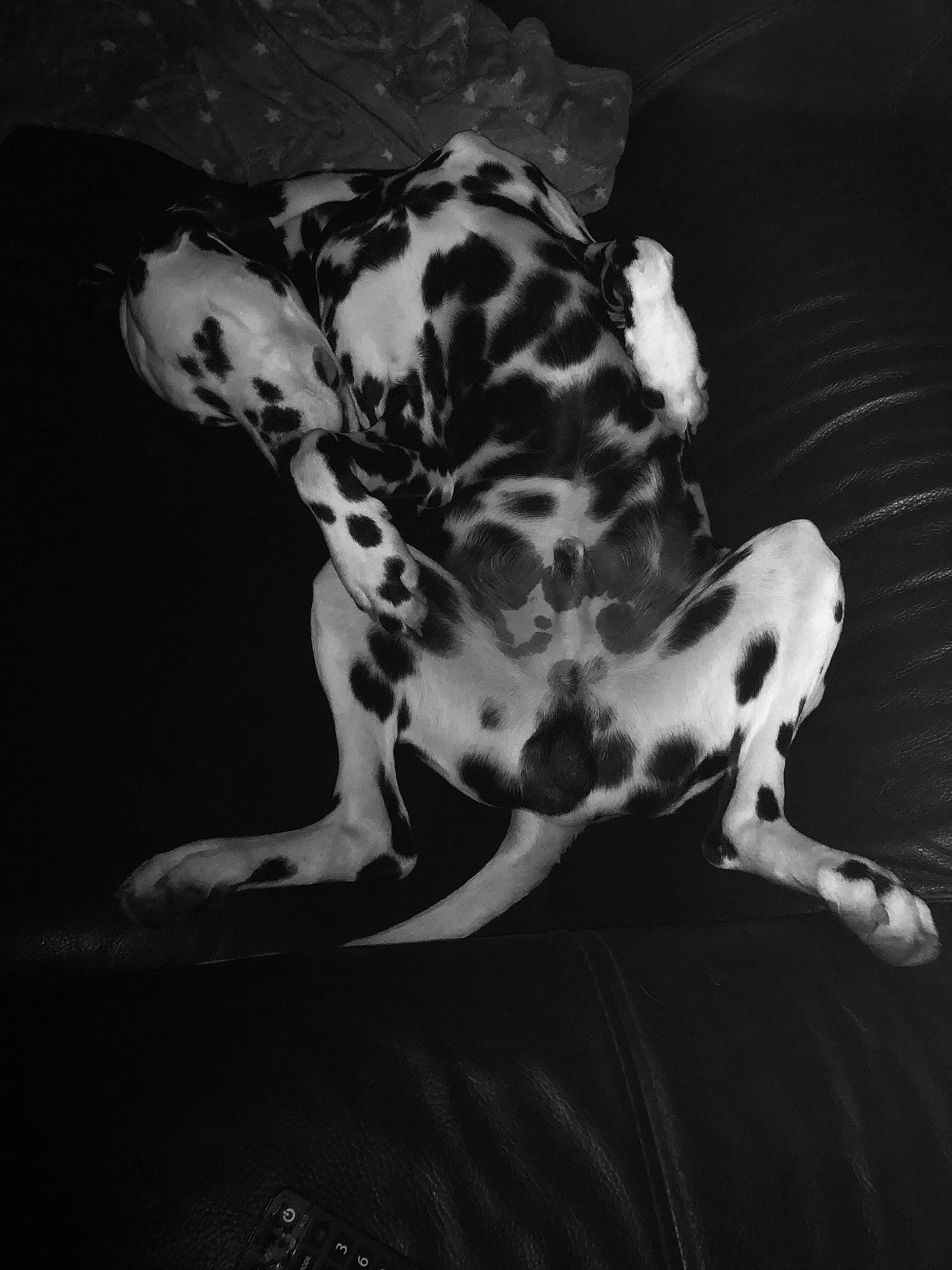 Falco participe au concours pour gagner de l'argent avec cette photo : canidae, carnivore, companion_dog, dalmatian, dog, dog_breed, eye, fawn, felidae, head, liquid, monochrome, monochrome_photography, neck, snout, sporting_group, terrestrial_animal, whiskers, wildlife, working_animal