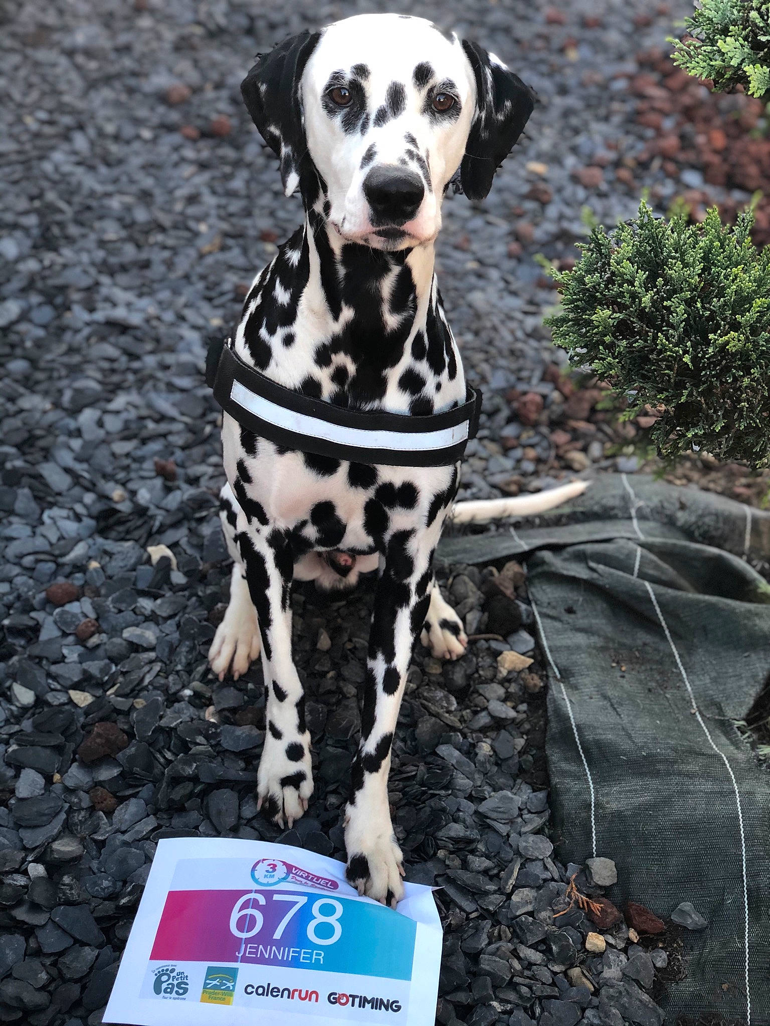 Falco participe au concours pour gagner de l'argent avec cette photo : canidae, carnivore, companion_dog, dalmatian, dog, dog_breed, dog_supply, fawn, hunting_dog, logo, non_sporting_group, pet_supply, plant, snout, soil, sporting_group, tail, terrestrial_animal, working_animal, working_dog