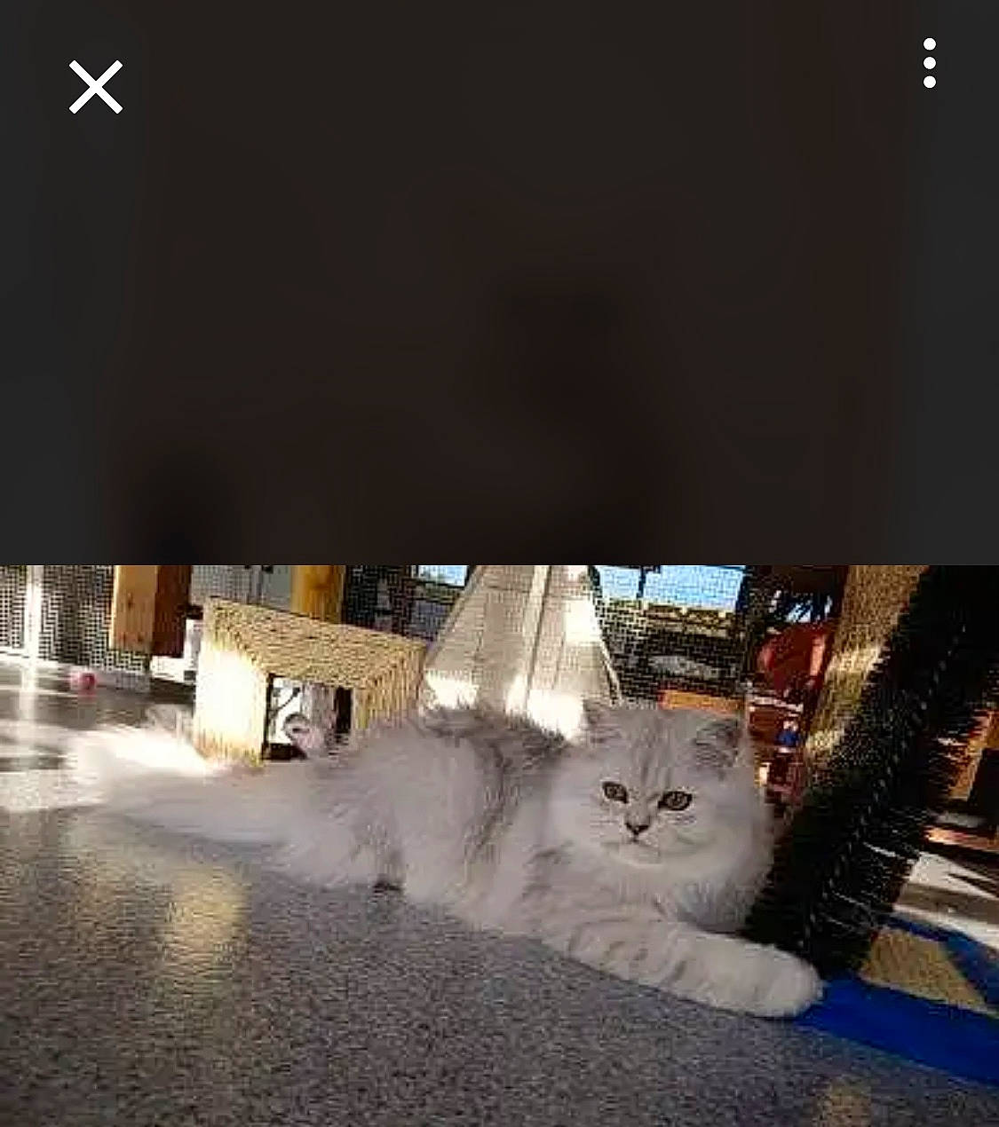 Chanel a rejoint le concours — aidez-le/la à gagner de superbes lots ! automotive_lighting, carnivore, cat, city, darkness, domestic_short_haired_cat, felidae, flooring, fur, house, night, road_surface, room, small_to_medium_sized_cats, tail, tints_and_shades, whiskers, window, winter, wood