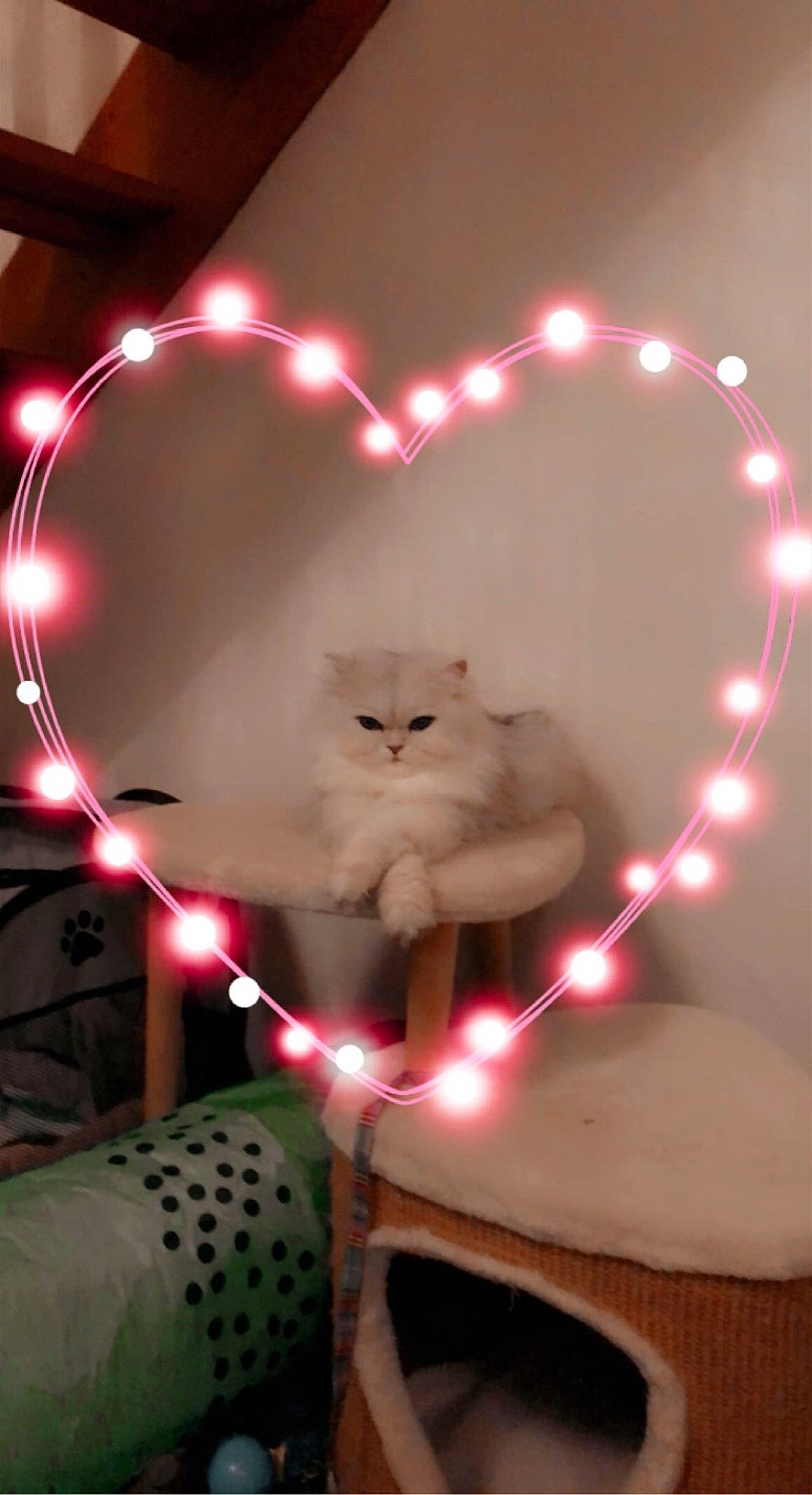 Chanel participe au concours pour gagner de l'argent avec cette photo : art, black, carnivore, cat, event, felidae, holiday, light, magenta, mammal, photograph, pink, red, small_to_medium_sized_cats, snapshot, tail, tree, whiskers, white, window