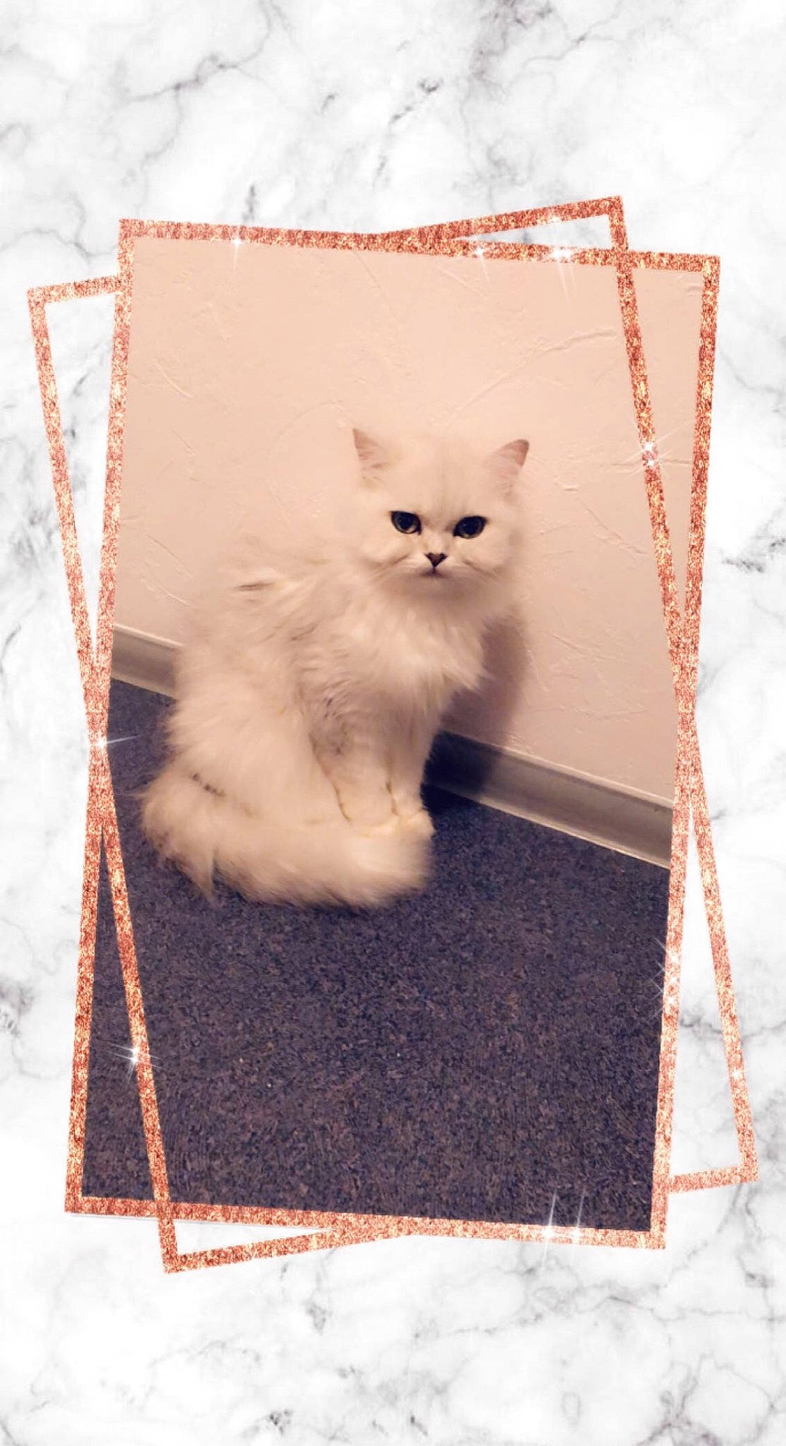 Chanel a rejoint le concours — aidez-le/la à gagner de superbes lots ! art, box, carnivore, cat, fawn, felidae, font, fur, paper_product, pattern, paw, rectangle, small_to_medium_sized_cats, snout, tail, whiskers, wood