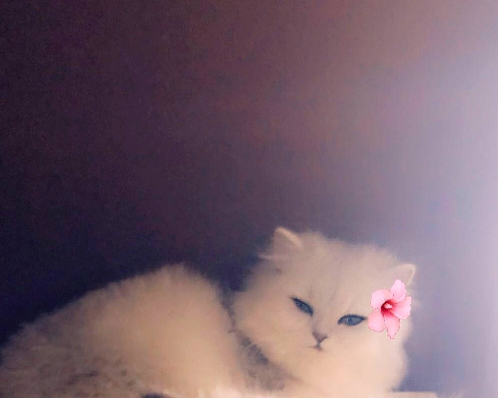 Chanel a rejoint le concours — aidez-le/la à gagner de superbes lots ! carnivore, cat, cumulus, fawn, felidae, fur, paw, persian, small_to_medium_sized_cats, snout, tail, whiskers