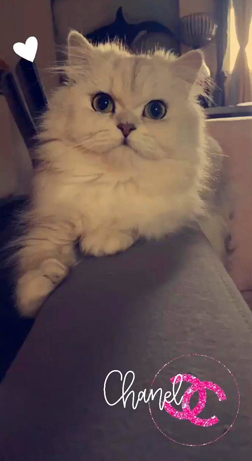 Chanel participe au concours pour gagner de l'argent avec cette photo : british_longhair, carnivore, cat, claw, comfort, fawn, felidae, fur, iris, logo, paw, small_to_medium_sized_cats, snout, tail, terrestrial_animal, whiskers