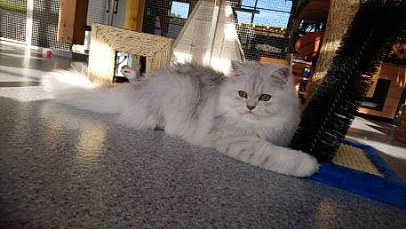 Chanel a rejoint le concours — aidez-le/la à gagner de superbes lots ! asphalt, carnivore, cat, comfort, domestic_short_haired_cat, fawn, felidae, floor, flooring, fur, hardwood, paw, road_surface, sitting, small_to_medium_sized_cats, snout, tail, whiskers, window, wood