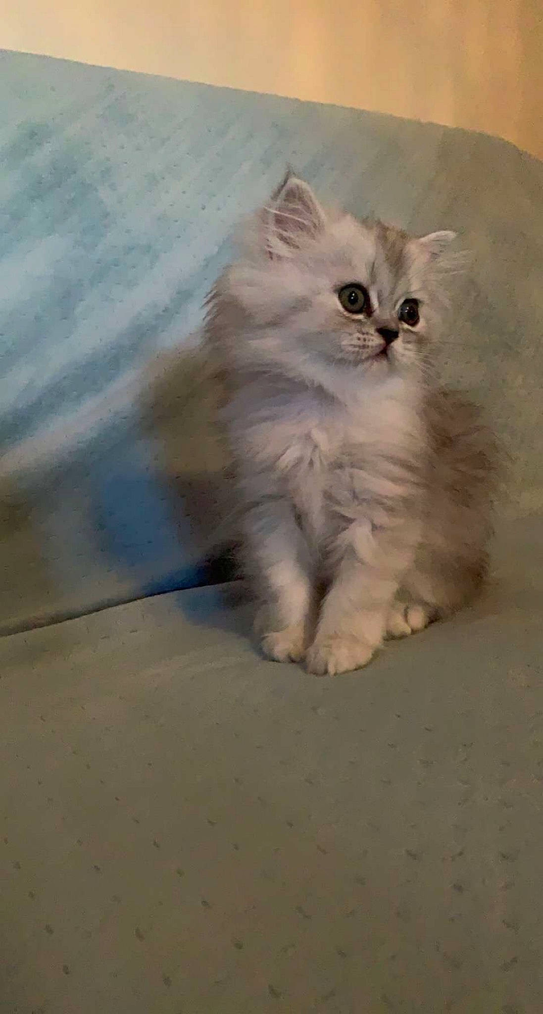 Seaty a rejoint le concours — aidez-le/la à gagner de superbes lots ! british_longhair, carnivore, cat, felidae, flooring, fur, paw, small_to_medium_sized_cats, tail, terrestrial_animal, whiskers