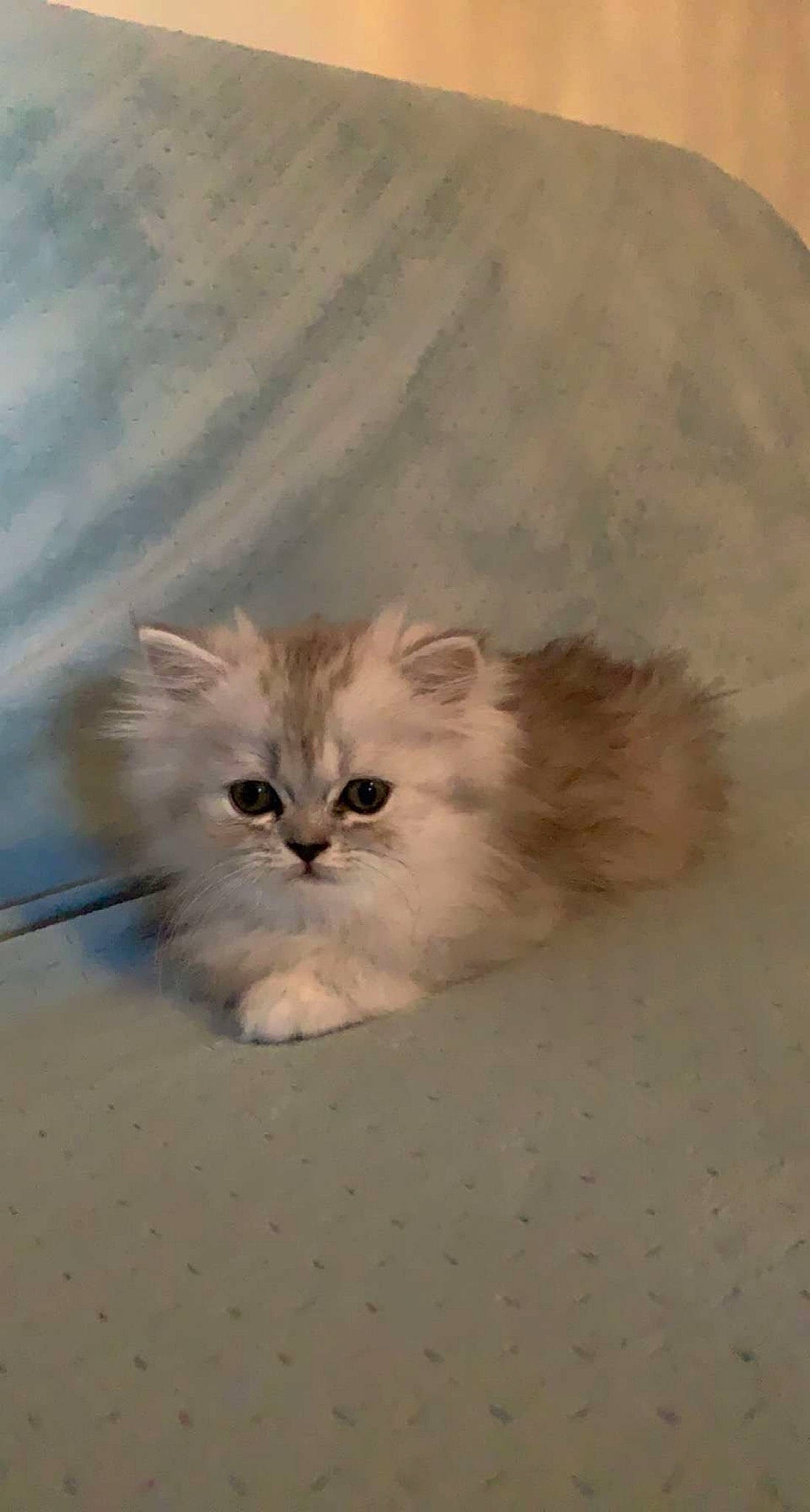 Seaty a rejoint le concours — aidez-le/la à gagner de superbes lots ! british_longhair, carnivore, cat, fawn, felidae, fur, persian, small_to_medium_sized_cats, snout, terrestrial_animal, whiskers, wood