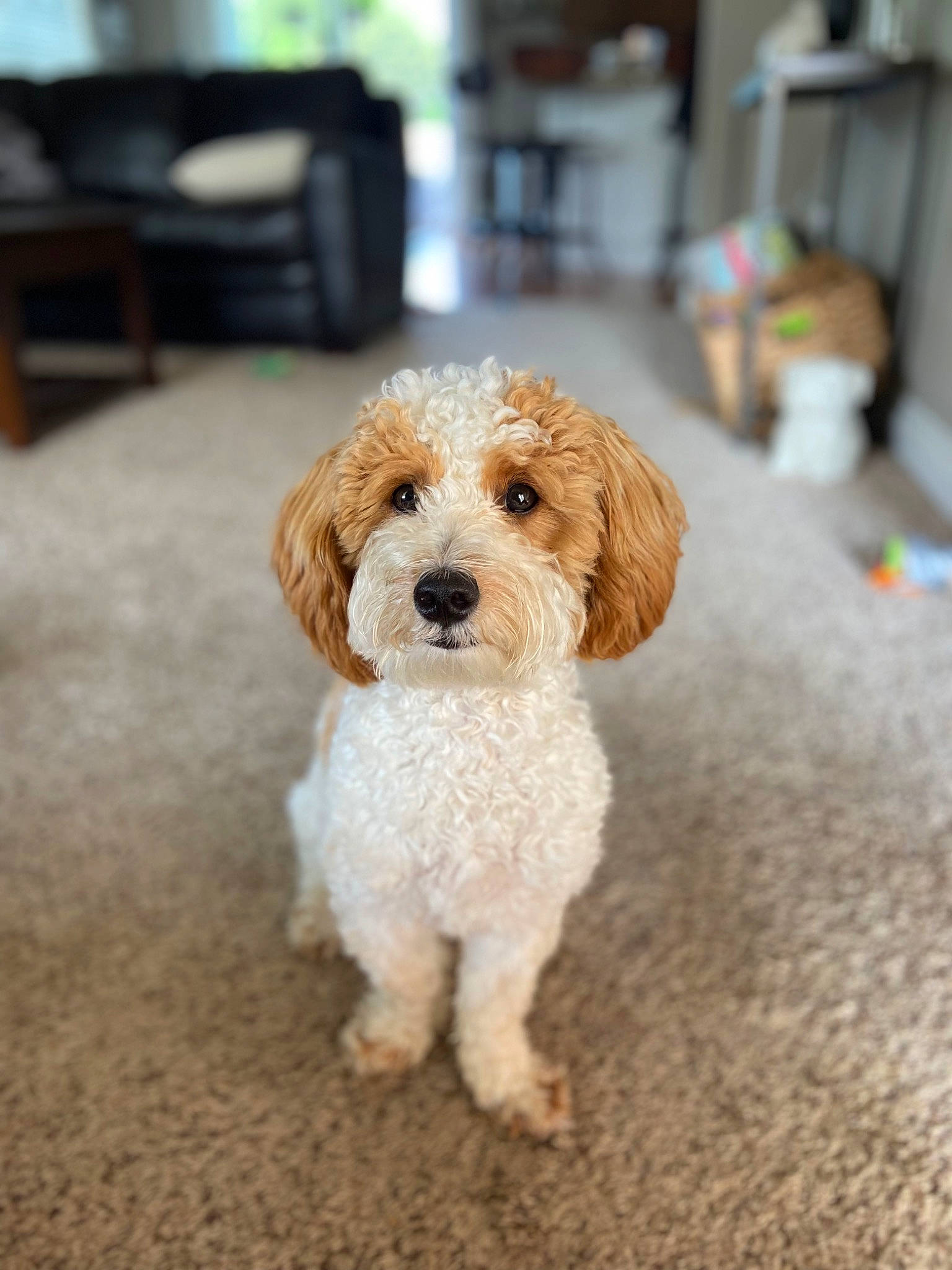 Fletcher joined the competition — help win amazing prizes! carnivore, chair, companion_dog, dog, dog_breed, dog_clothes, dog_supply, fawn, flooring, fur, labradoodle, pet_supply, poodle, small_terrier, snout, sporting_group, terrier, toy_dog, water_dog, working_animal