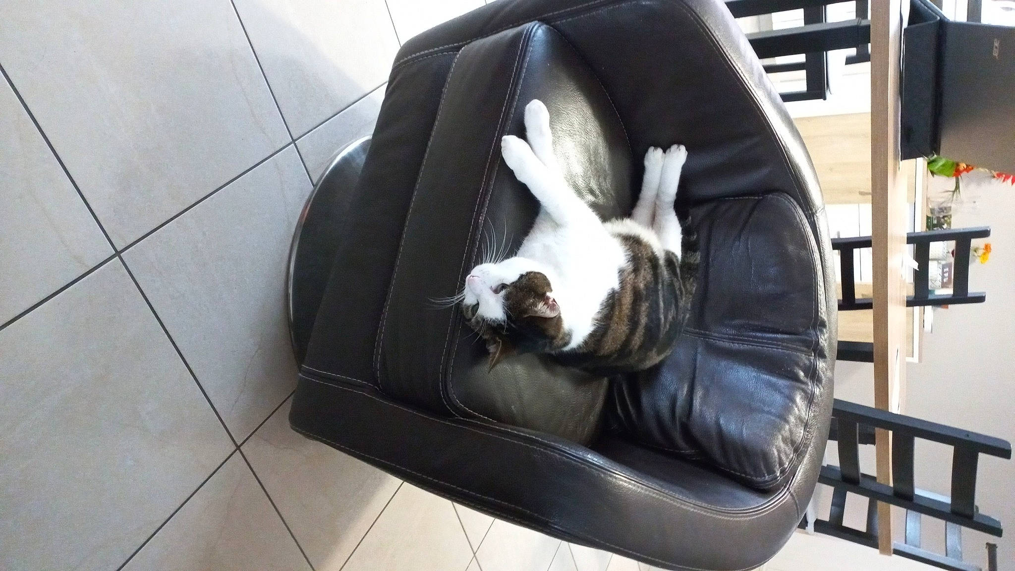 Coquillette participe au concours pour gagner de l'argent avec cette photo : canidae, carnivore, comfort, companion_dog, dog_breed, domestic_rabbit, felidae, flooring, fur, grass, plant, rabbit, rabbits_and_hares, sculpture, small_to_medium_sized_cats, snout, sporting_group, terrestrial_animal, tile_flooring, whiskers