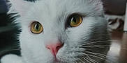 Andy participe au concours pour gagner de l'argent avec cette photo : cat, white_cat, close_up, indoor, whiskers, yellow_eyes, pink_nose, curious, pet, animal, feline, fur, face, portrait, domestic_cat, table, wooden_surface, blurred_background, cute
