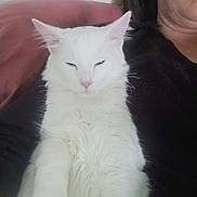 Andy a rejoint le concours — aidez-le/la à gagner de superbes lots ! cat, white_cat, pet, fluffy, relaxed, indoor, person_partial, couch, fur, whiskers, pink_background, cozy, animal, mammal, cute, domestic_cat, feline, resting, portrait, closeup