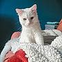 Andy participe au concours pour gagner de l'argent avec cette photo : cat, white_cat, pet, animal, feline, fluffy, indoor, blanket, couch, furniture, cozy, relaxing, curious, tail, ears, whiskers, soft, domestic_cat, portrait, home