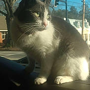 Thunder joined the competition — help win amazing prizes! cat, animal, pet, green_eyes, dashboard, car_interior, sunlight, suburban, tree, house, outdoor, daylight, whiskers, fur, portrait, sitting, looking, road, traffic_light, window