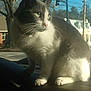 cat, animal, pet, green_eyes, dashboard, car_interior, sunlight, suburban, tree, house, outdoor, daylight, whiskers, fur, portrait, sitting, looking, road, traffic_light, window