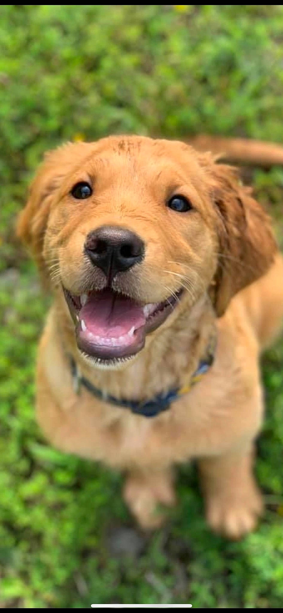 Reba joined the competition — help win amazing prizes! canidae, carnivore, collar, companion_dog, dog, dog_breed, dog_collar, fawn, fur, grass, labrador_retriever, liver, puppy, retriever, snout, sporting_group, terrestrial_animal, whiskers, working_animal, working_dog