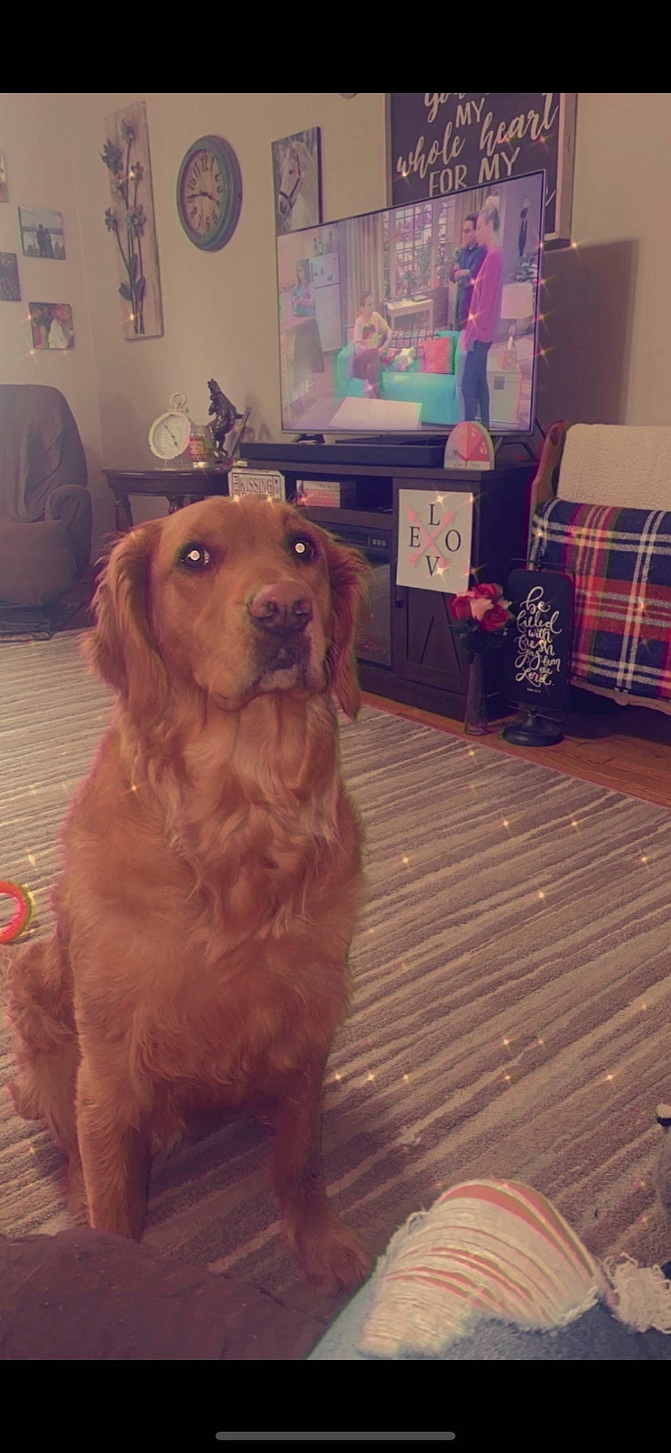 Reba is registered to the contest to win money with this photo: carnivore, chair, companion_dog, couch, dog, dog_breed, fawn, floor, flooring, gun_dog, hardwood, liver, living_room, picture_frame, plaid, sporting_group, tartan, television, wood, working_animal