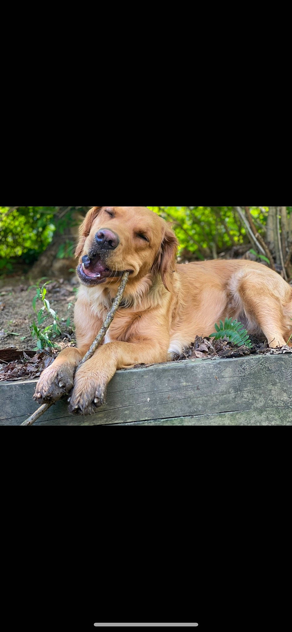 Reba is registered to the contest to win money with this photo: canidae, carnivore, companion_dog, dog, dog_breed, fur, grass, guard_dog, gun_dog, hunting_dog, labrador_retriever, photo_caption, plant, retriever, snout, terrestrial_animal, tree, whiskers, wood, working_dog