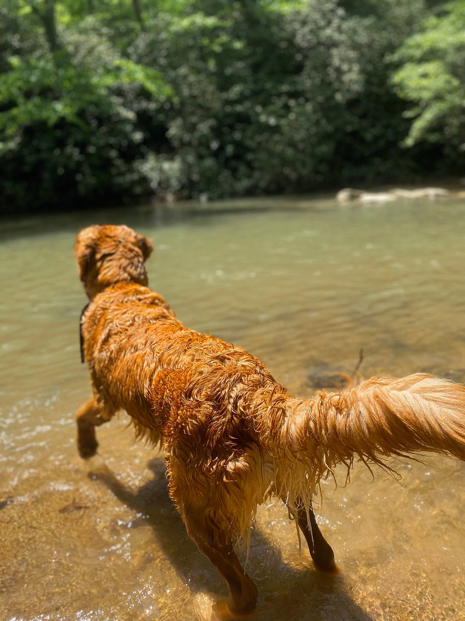 Reba is registered to the contest to win money with this photo: carnivore, companion_dog, dog, dog_breed, fawn, fur, grass, gun_dog, lake, leash, liver, snout, sporting_group, tail, terrestrial_animal, tree, walking, water, water_dog, working_animal