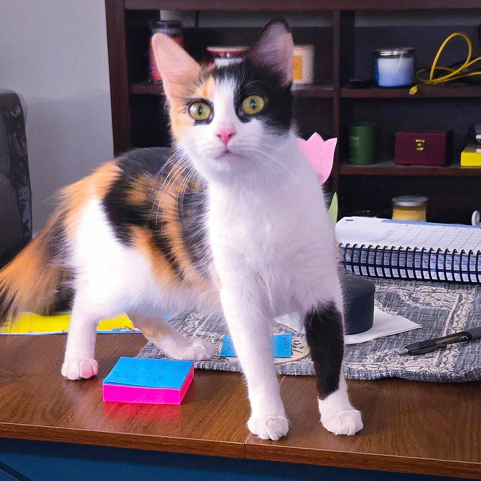 Roxy