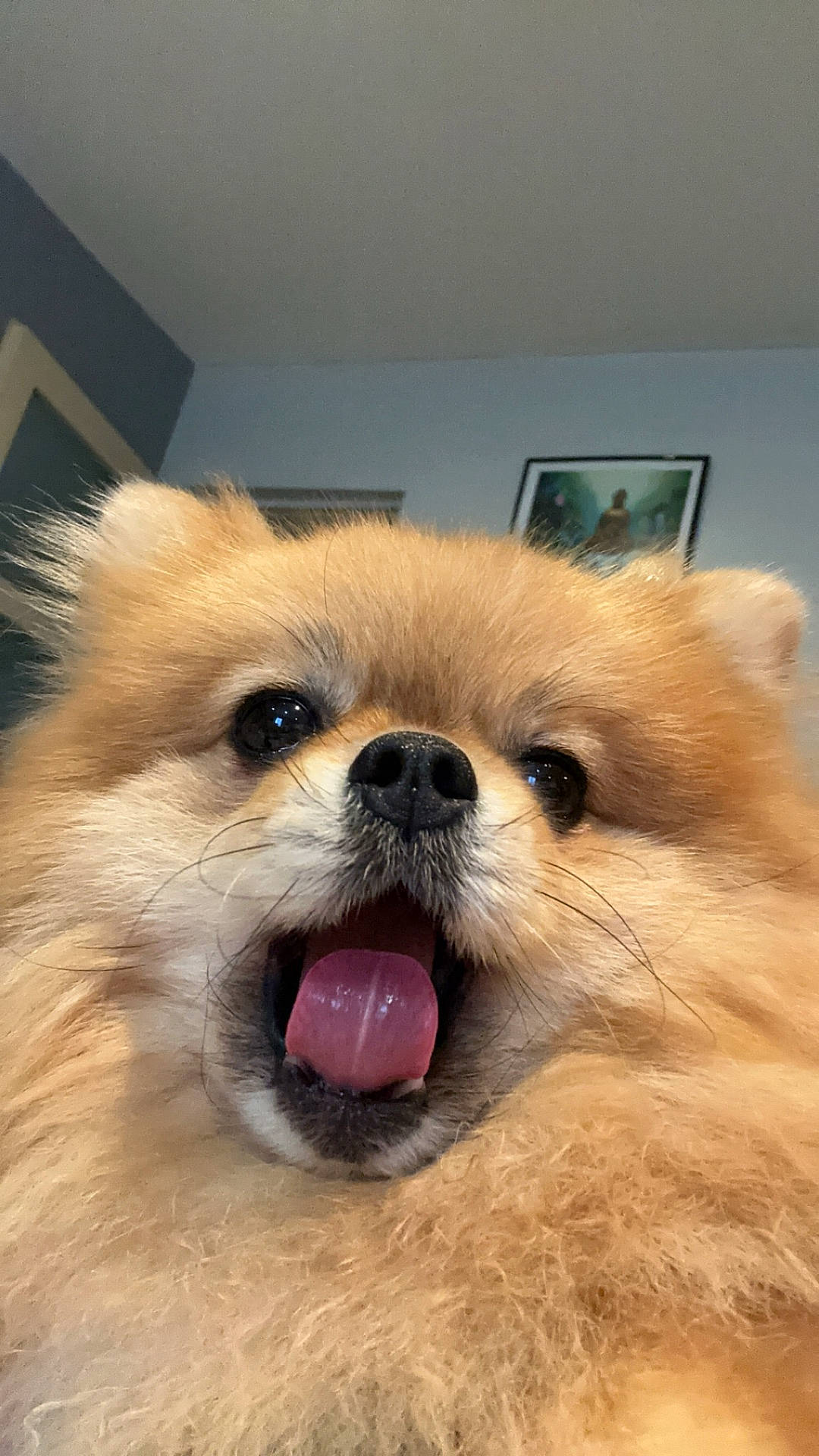 Dior a rejoint le concours — aidez-le/la à gagner de superbes lots ! animal, bodypart, canine, cockerspaniel, dog, eskimodog, face, head, indoors, interiordesign, mouth, papillon, person, pet, photography, portrait, puppy, teeth, tongue, whitedog