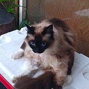 Gizmo joined the competition — help win amazing prizes! cat, blue_eyes, fluffy, sitting, cooler, white, red, wooden_wall, plant, curious, indoor, pet, feline, fur, tail, paws, resting, close_up, domestic_animal, animal