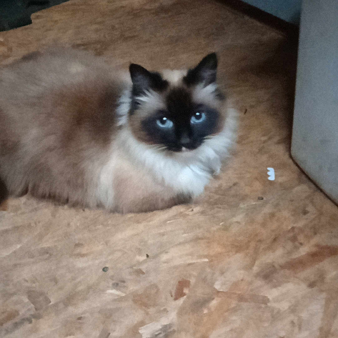 Gizmo is registered to the contest to win money with this photo: animal, appliance, black_mask, blue_eyes, brown_fur, cat, closeup, corner, ears, feline, floor, fluffy, indoor, laying, pet, quiet, resting, wall, white_fur, wooden_floor