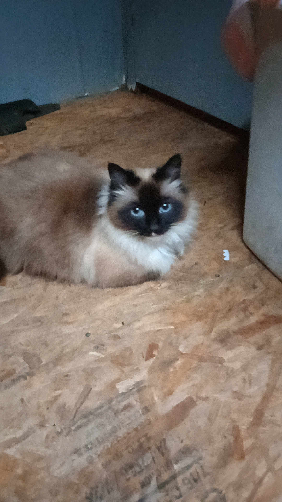 Gizmo is registered to the contest to win money with this photo: cat, fluffy, blue_eyes, indoor, floor, wooden_floor, animal, pet, resting, feline, brown_fur, white_fur, black_mask, ears, closeup, laying, corner, wall, appliance, quiet