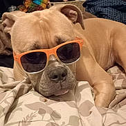 Guinness is registered to the contest to win money with this photo: animal, bed, blanket, brown, canine, casual, closeup, comfort, cozy, cute, dog, fabric, furniture, indoor, orange, pet, portrait, relaxed, resting, sunglasses