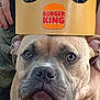 animal, animal_portrait, brown_dog, burger_king_crown, canine, close_up, companion, cute, dog, domestic_animal, face, friendly, funny, hands, leash, outdoor, paper_crown, pet, pet_accessory, portrait