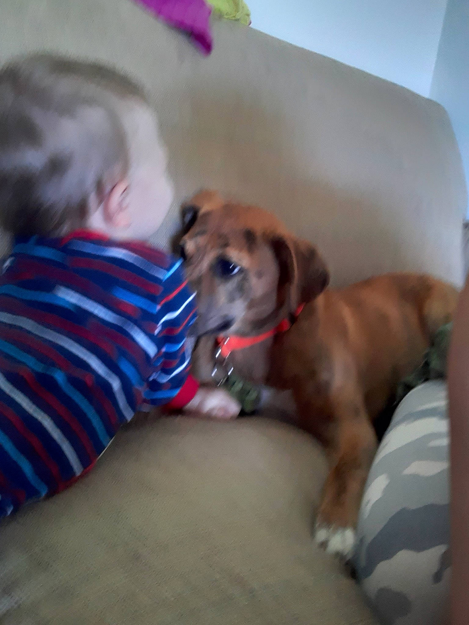 Tigger is registered to the contest to win money with this photo: canidae, carnivore, companion_dog, dog, dog_breed, fawn, mammal, puggle, puppy, puppy_love, snout, sporting_group