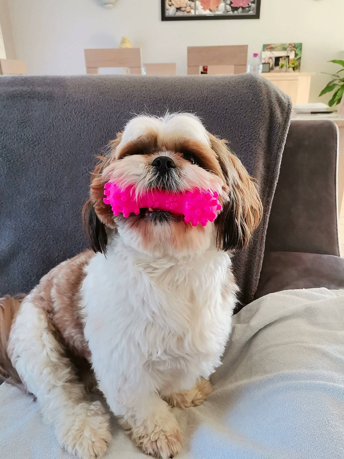Olaf participe au concours pour gagner de l'argent avec cette photo : canidae, carnivore, collar, comfort, companion_dog, dog, dog_breed, dog_collar, dog_supply, fawn, fur, houseplant, liver, pet_supply, picture_frame, shih_tzu, snout, sporting_group, toy_dog, working_animal